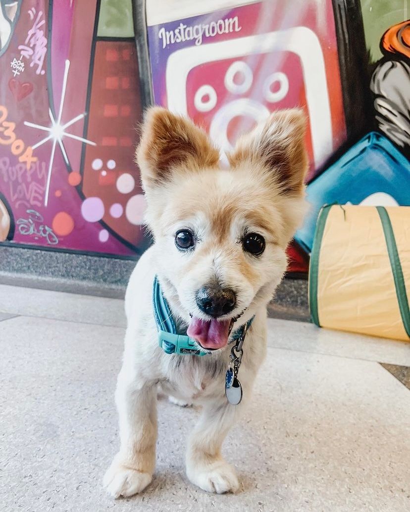 Local Dog Grooming Dog Grooming in Newcastle