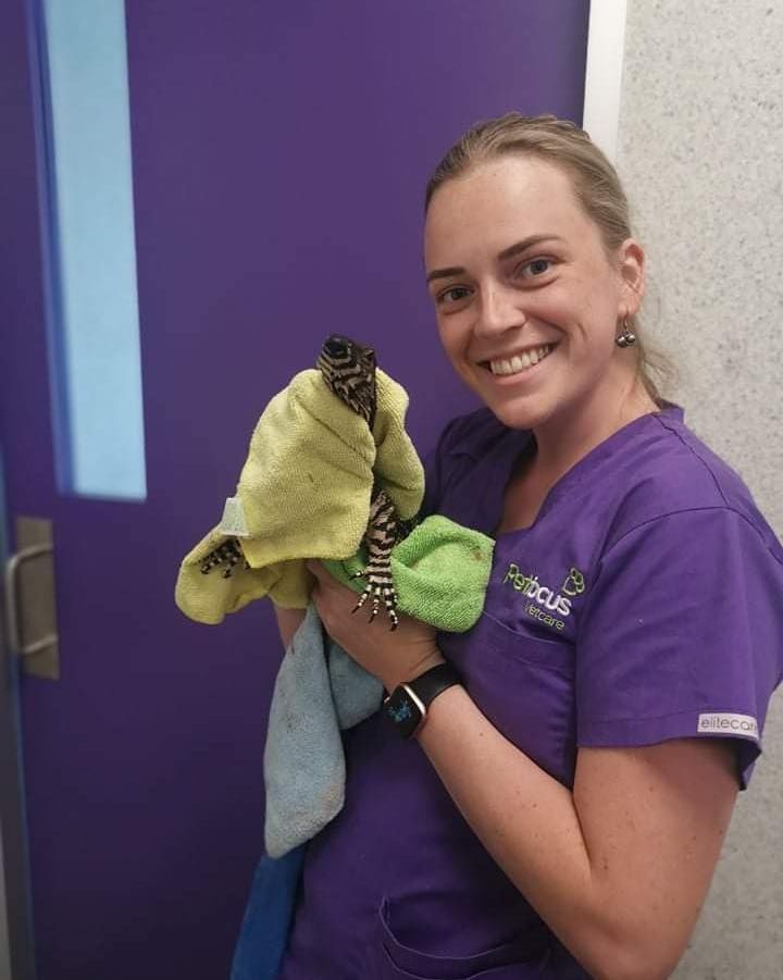Vet Nurse Holding Exotic Lizard — Albury, NSW — Petfocus Vetcare