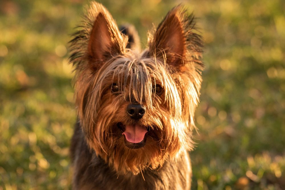Terrier — Albury, NSW — Petfocus Vetcare