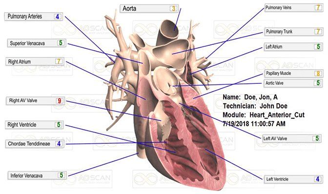 heart
