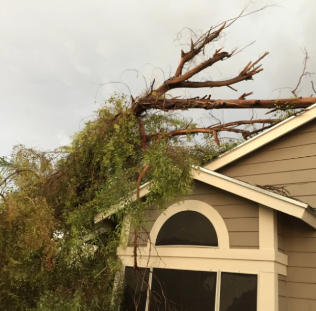 A tree has fallen on the roof of a house