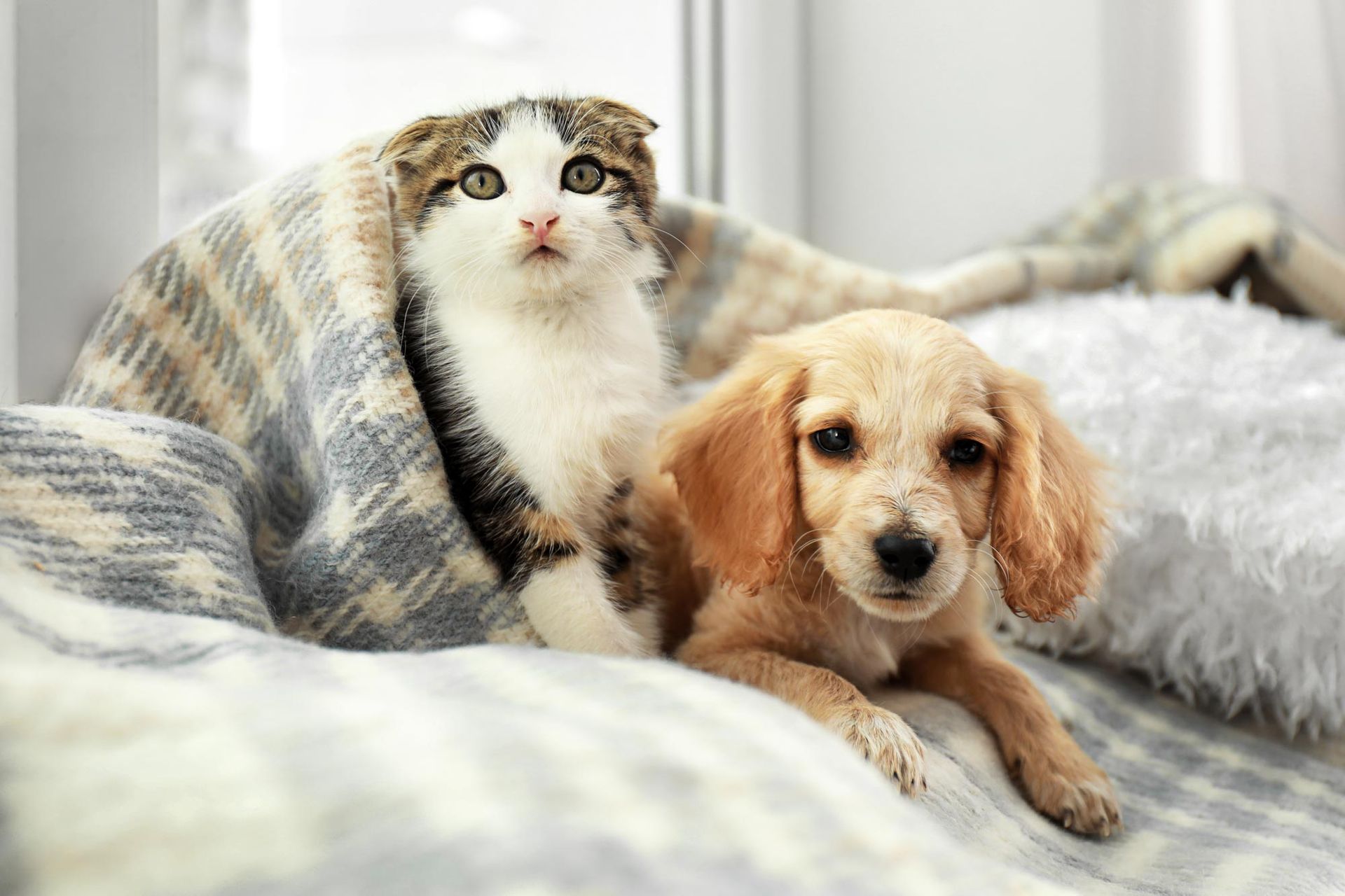 A cat and a puppy are laying under a blanket on a bed.
