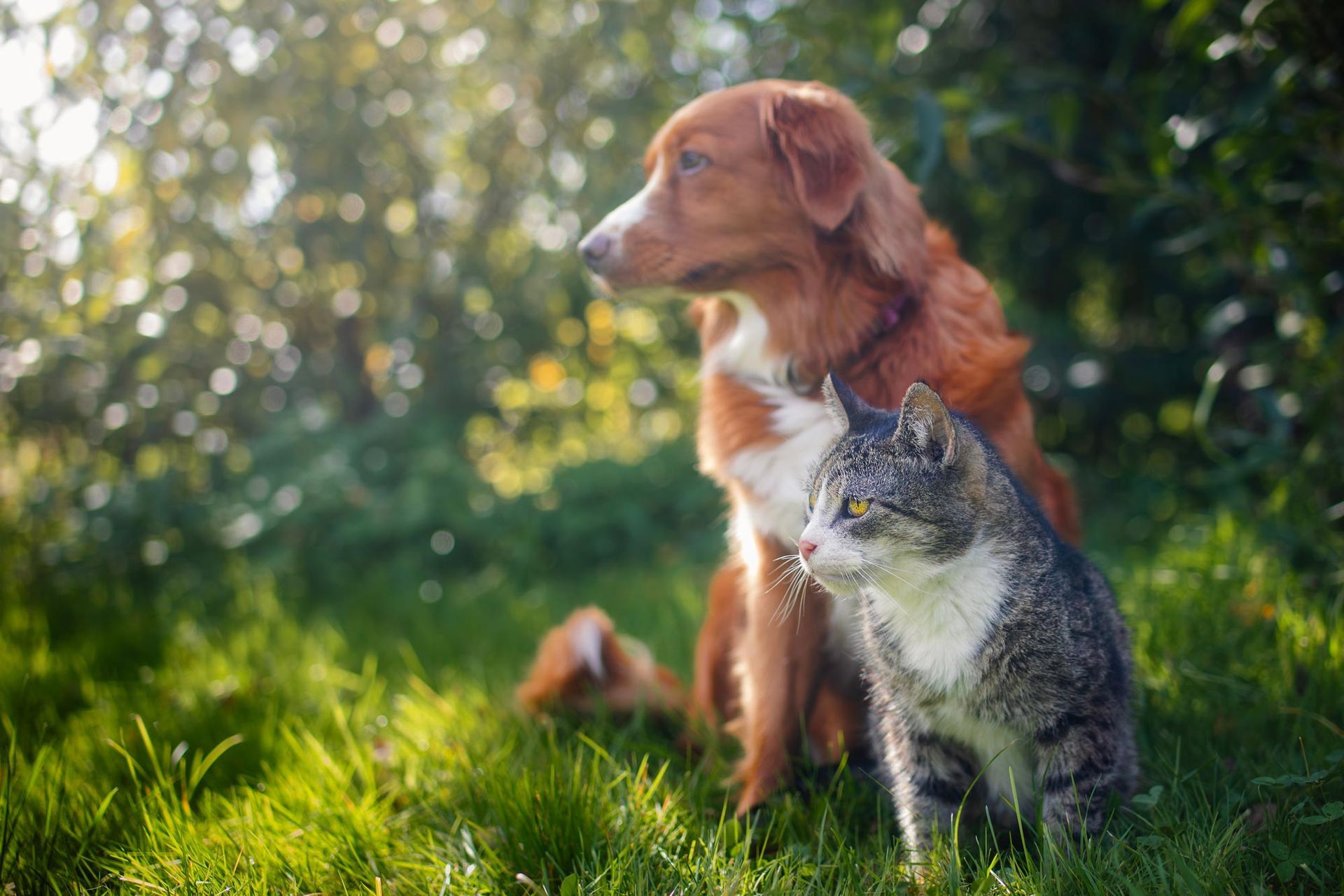 A dog and a cat are sitting next to each other in the grass.