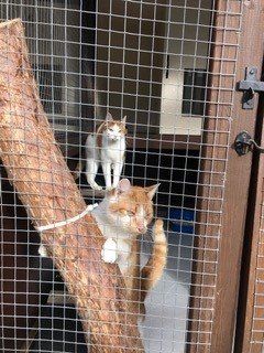 Cat accommodation prices in Bristol from New Passage Cattery