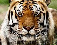 A close-up portrait of a tiger with striking orange fur and dark stripes, looking directly at the camera.