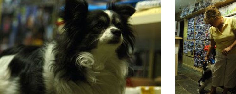 A close-up of a black and white dog next to a shot of a person interacting with the same dog in a room.