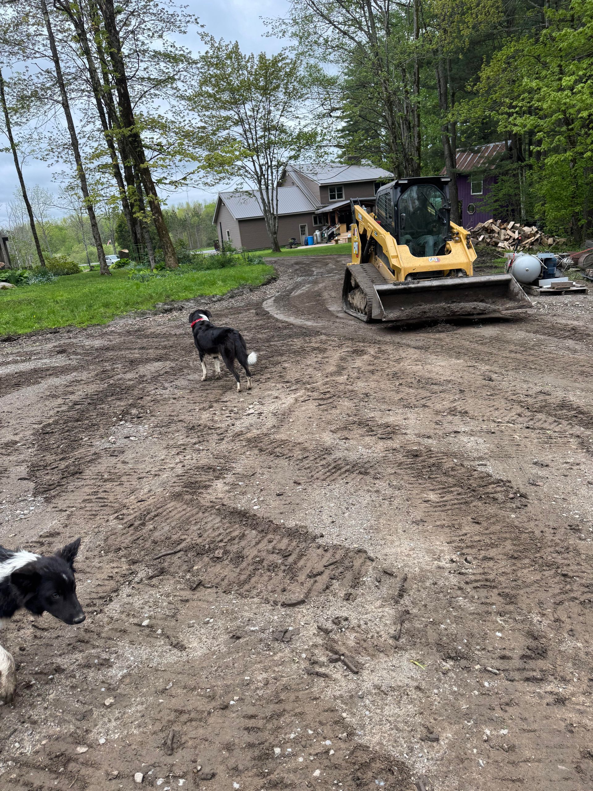 Two dogs on muddy ground near a small yellow excavator and buildings in a rural setting.