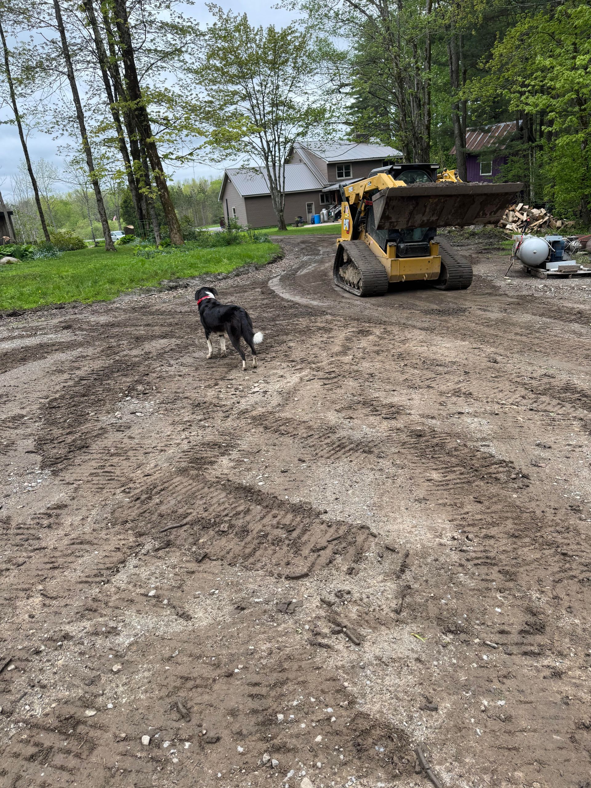 Dog in muddy area with yellow skid steer loader, trees and house visible in background.