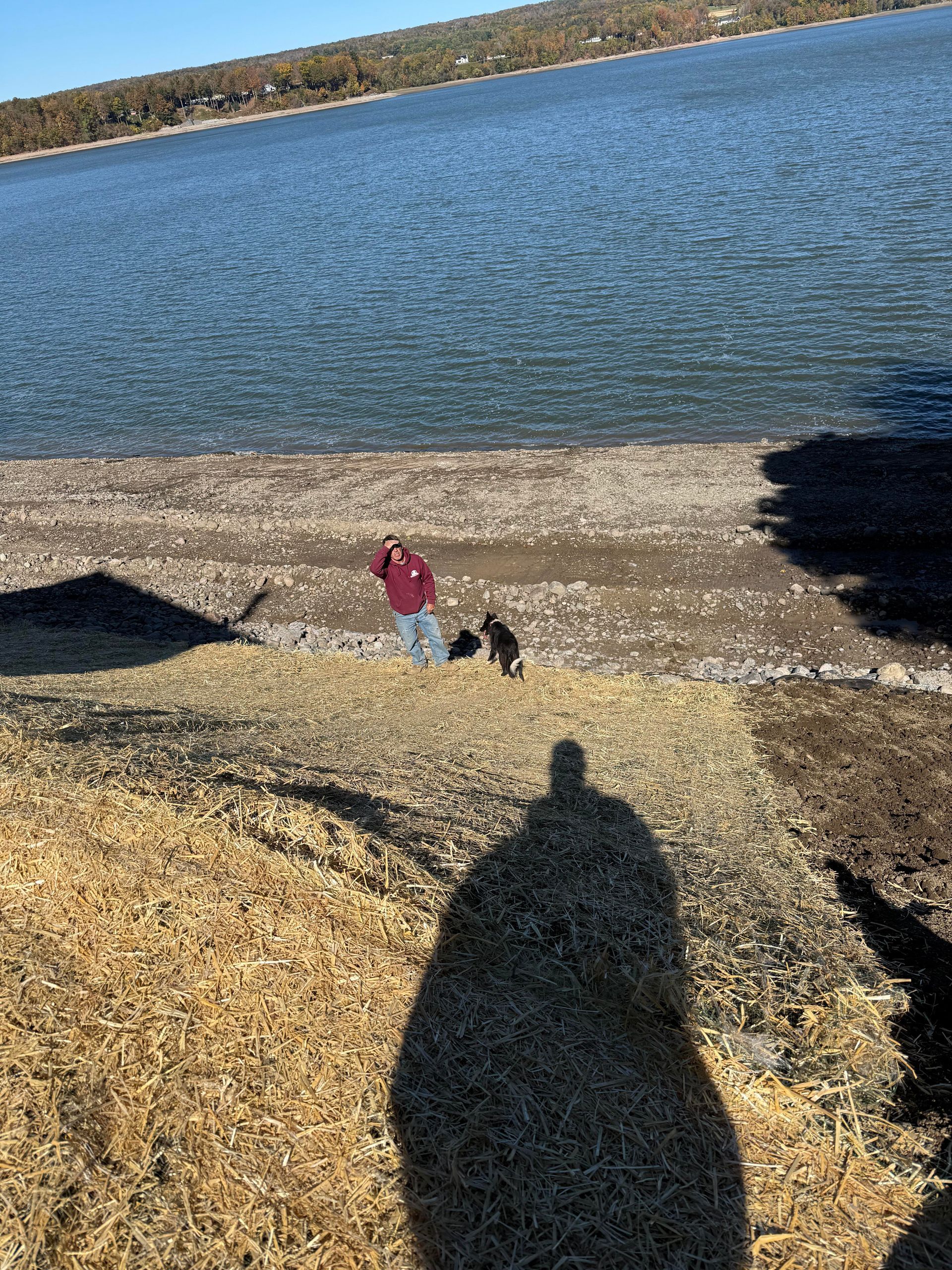 Person with dogs at lake shoreline. Sunny day, shadows in foreground.