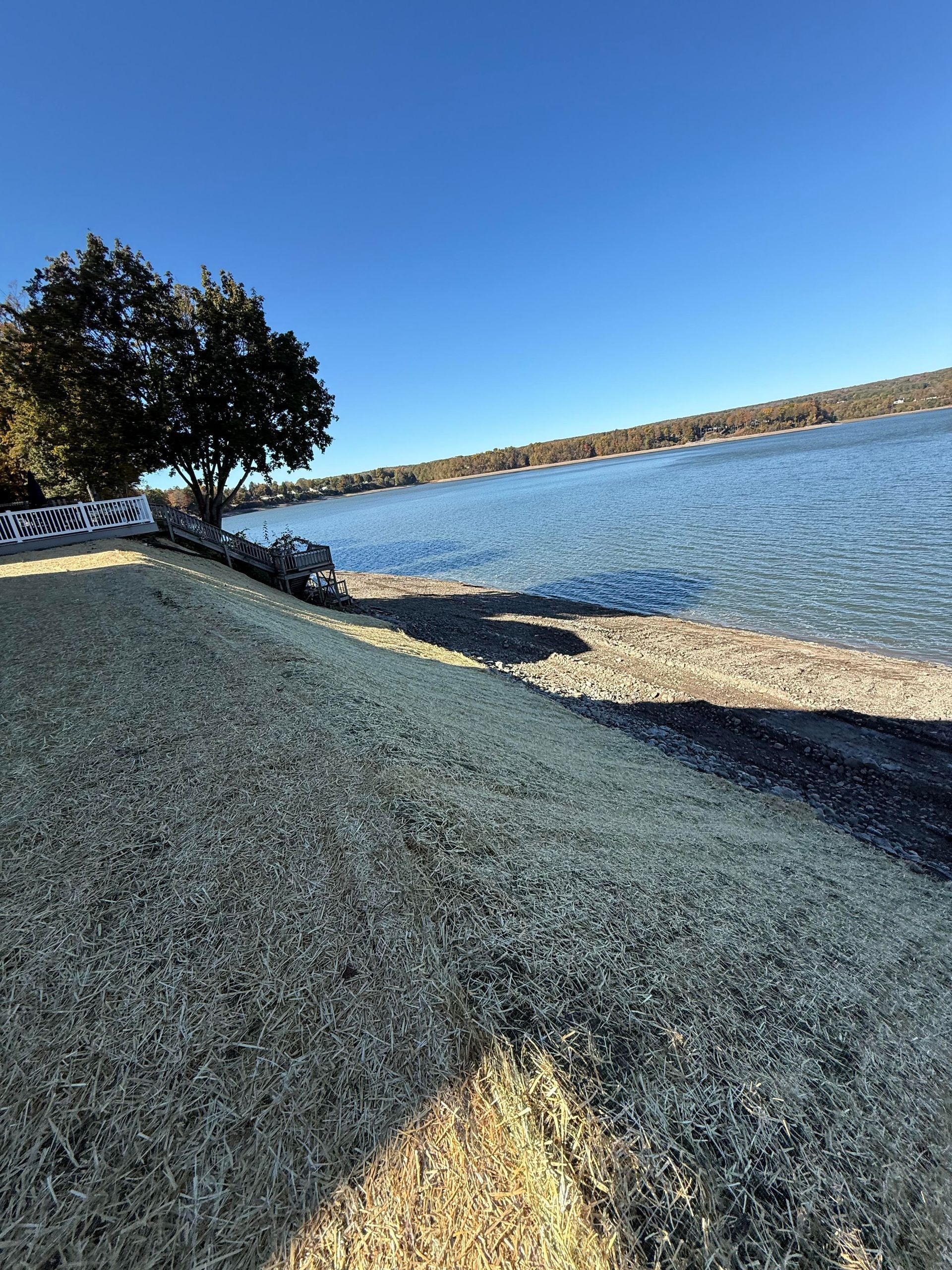 Blue water and sky, grassy shoreline, tree, and rocks.