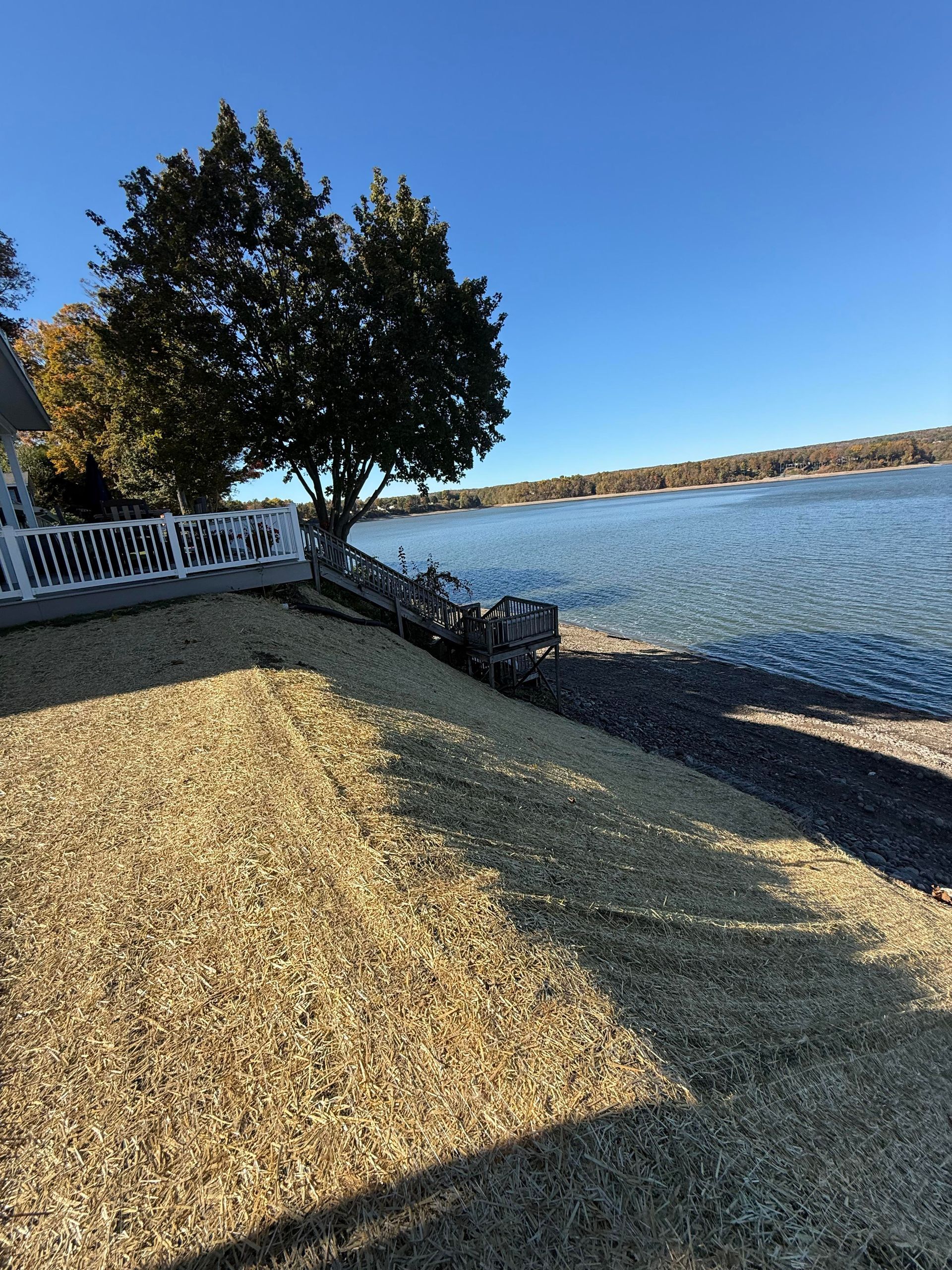 Shoreline with a tree, gravel, and a lake under a clear blue sky.