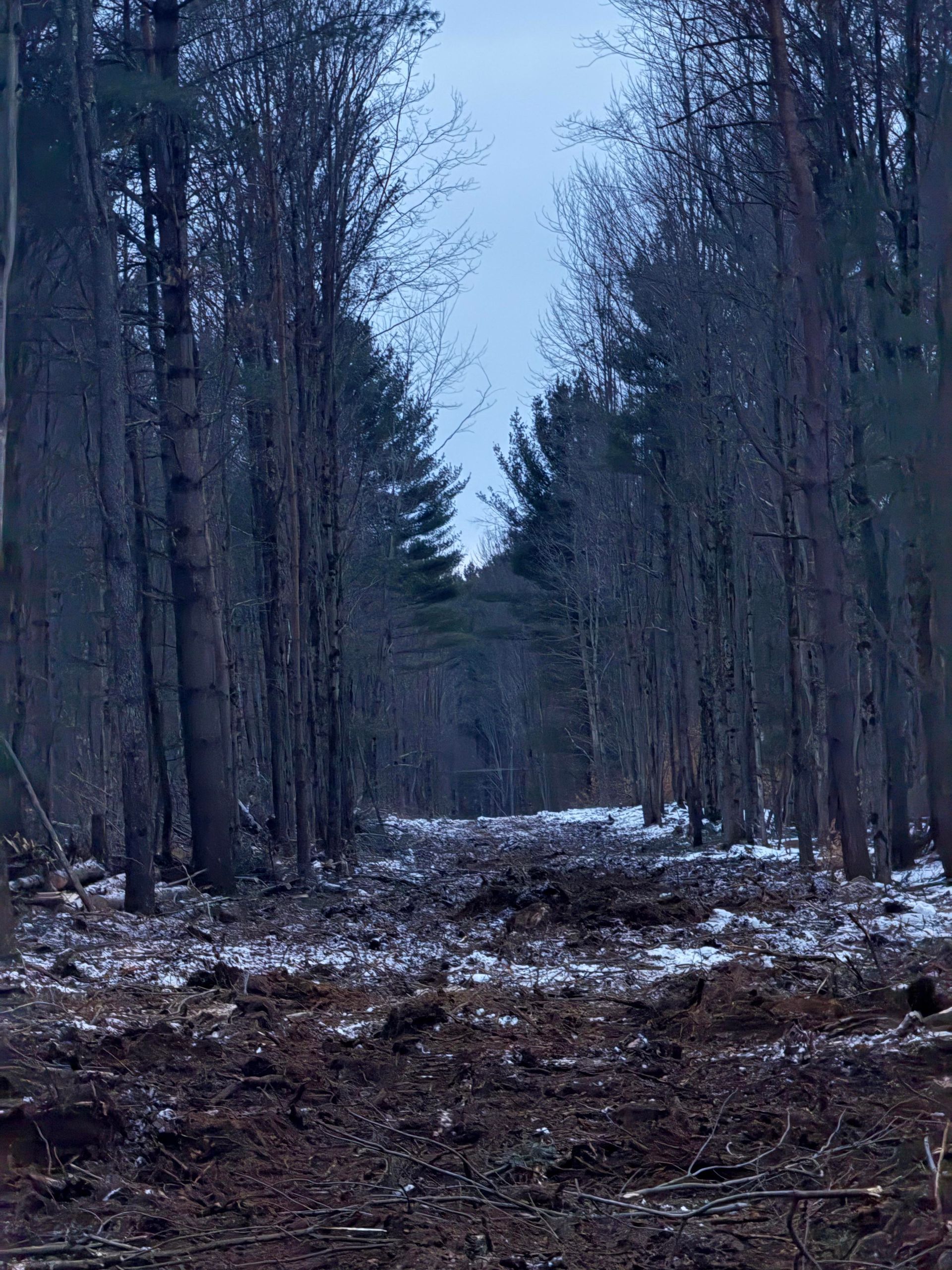 Dirt path through tall, bare trees, with dark earth in the foreground and a hazy sky.