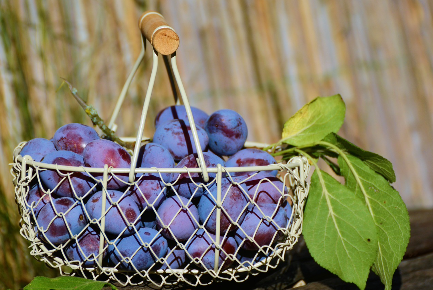 Basket filled with ripe purple plums and green leaves.