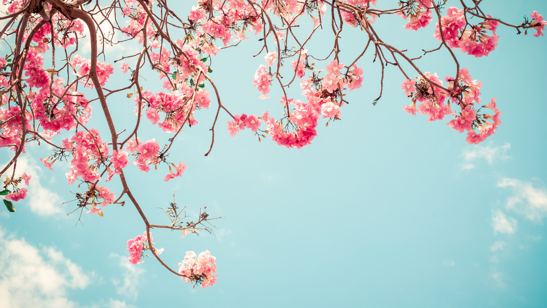 Delicate spring blossoms in full bloom, symbolising the fertile energy of Taurus season and the blos