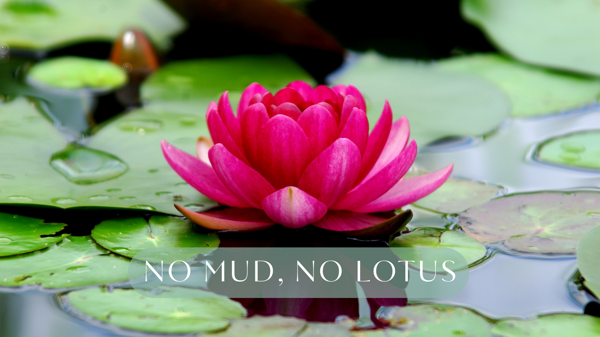 Pink lotus flower floating on lily pads, symbolising stillness and transformation,