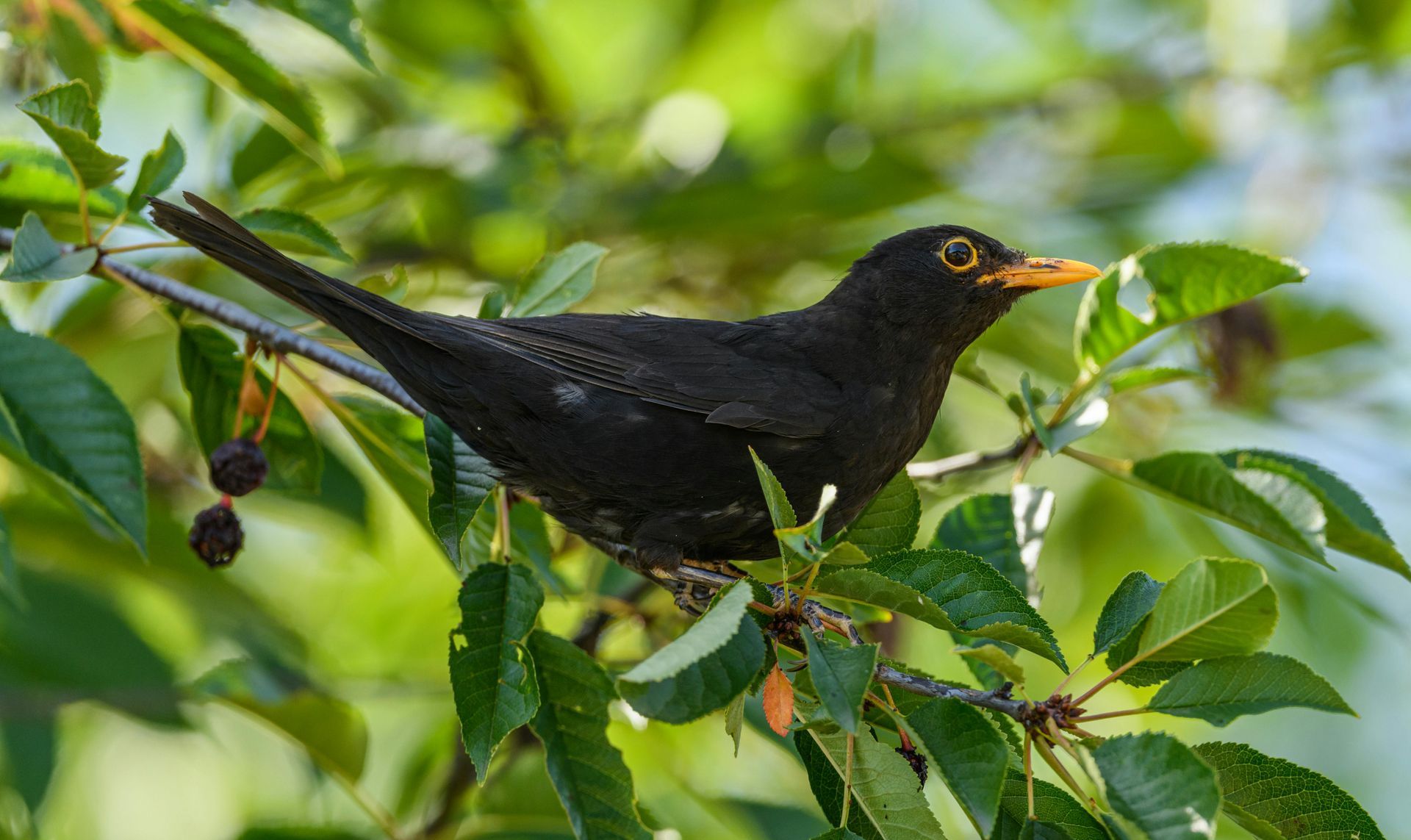 “Blackbird singing in a tree — symbol of throat chakra and Gemini season.