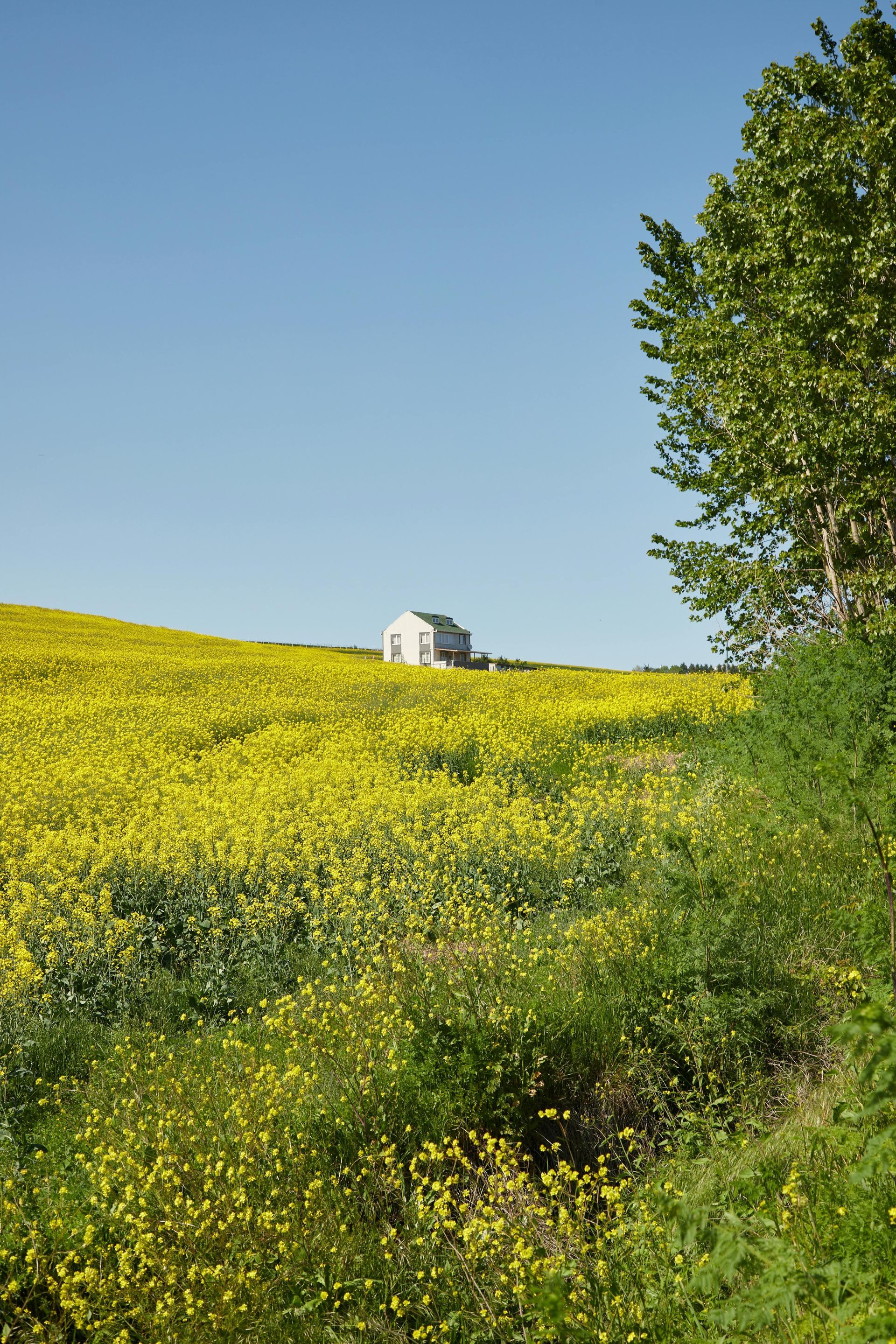 tree and sky Hepburn