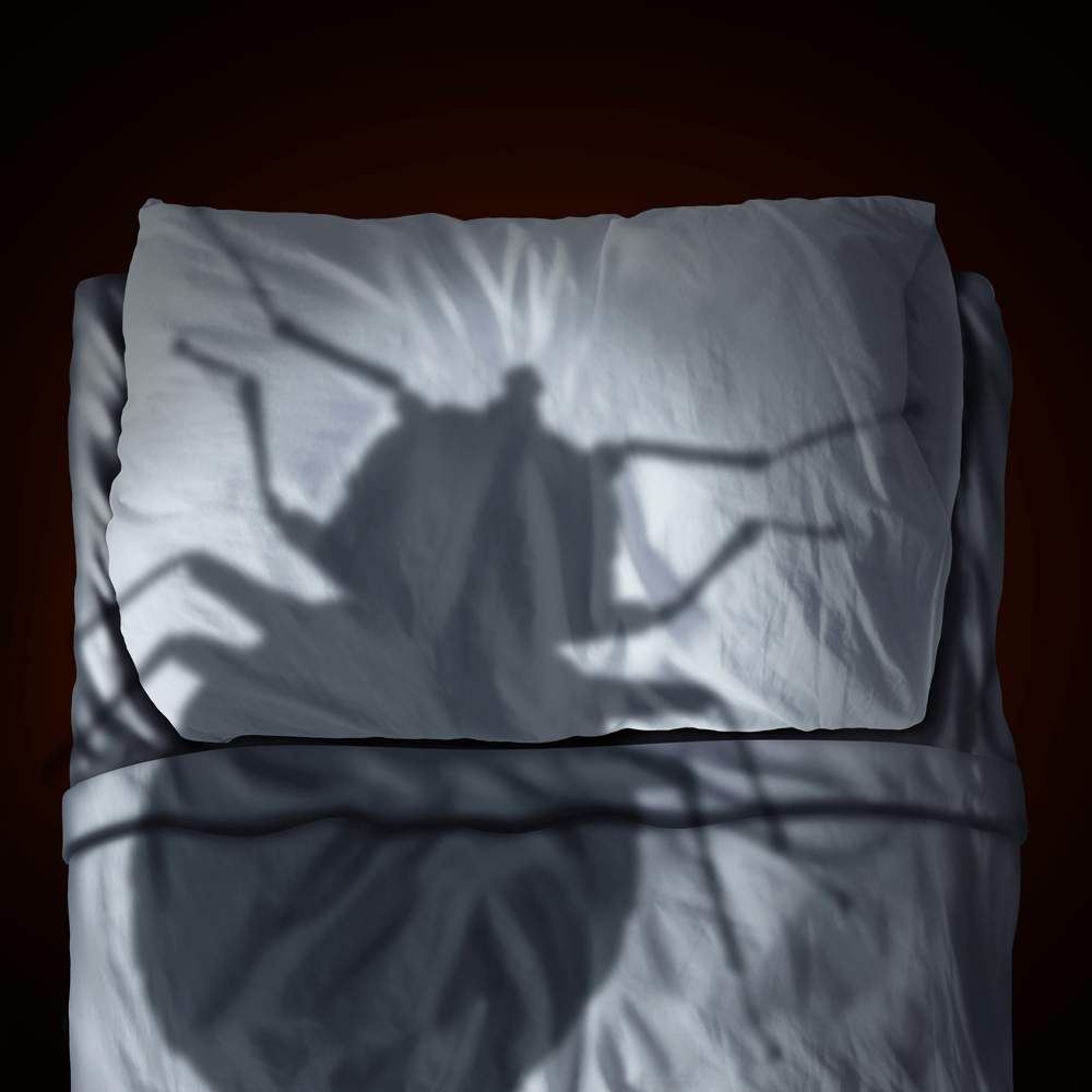 Shadowy-Bed-Bug