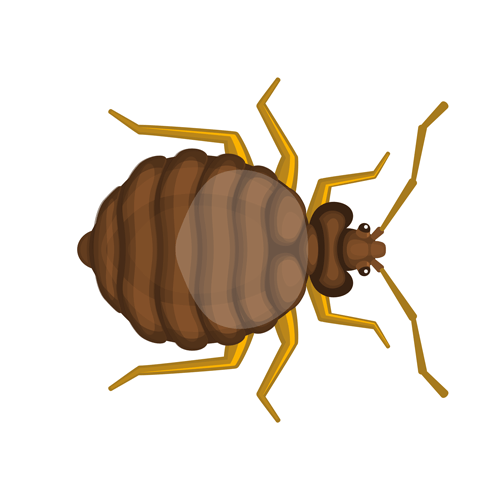 Bed-Bug-Control