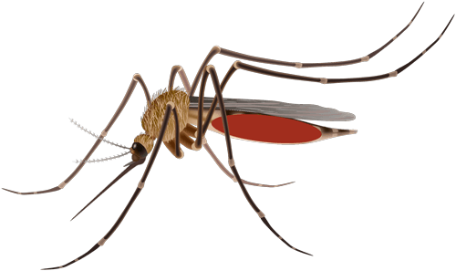 Mosquito-Control