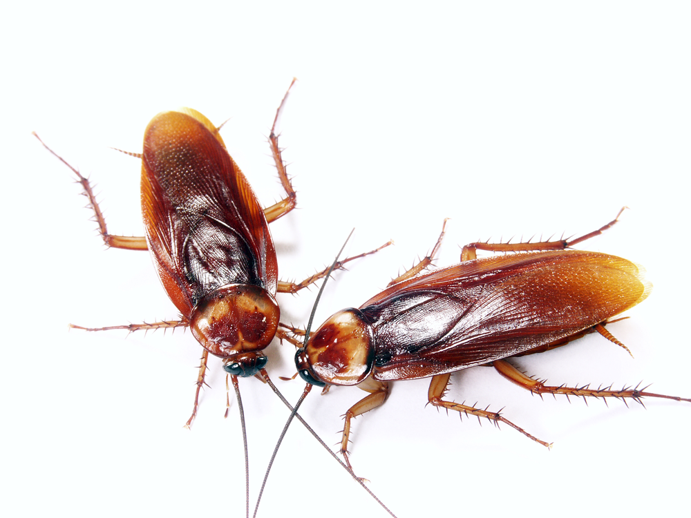 General-Pest-Control