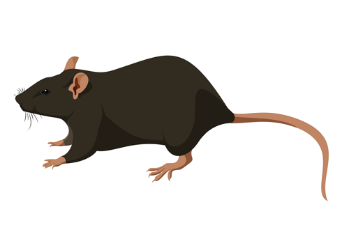 Rodent-Control