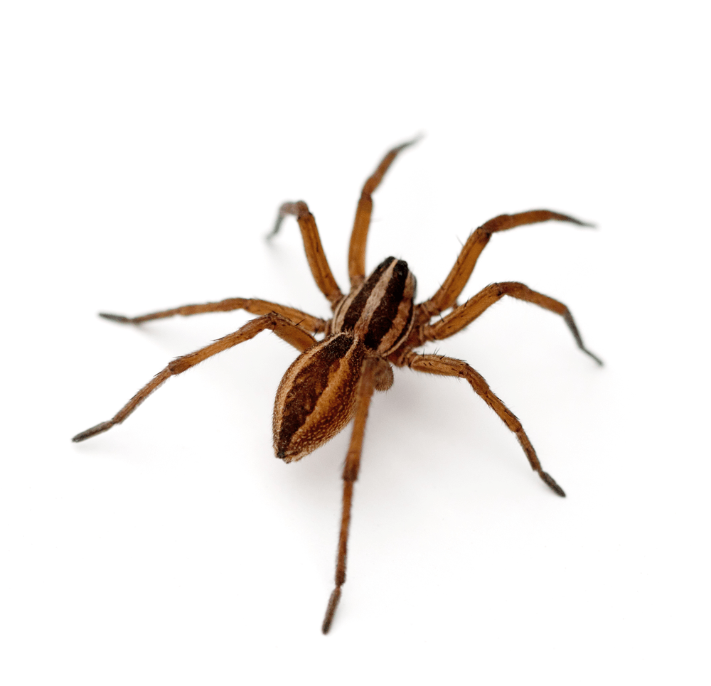 Spider-Control