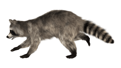 Wildlife-Control