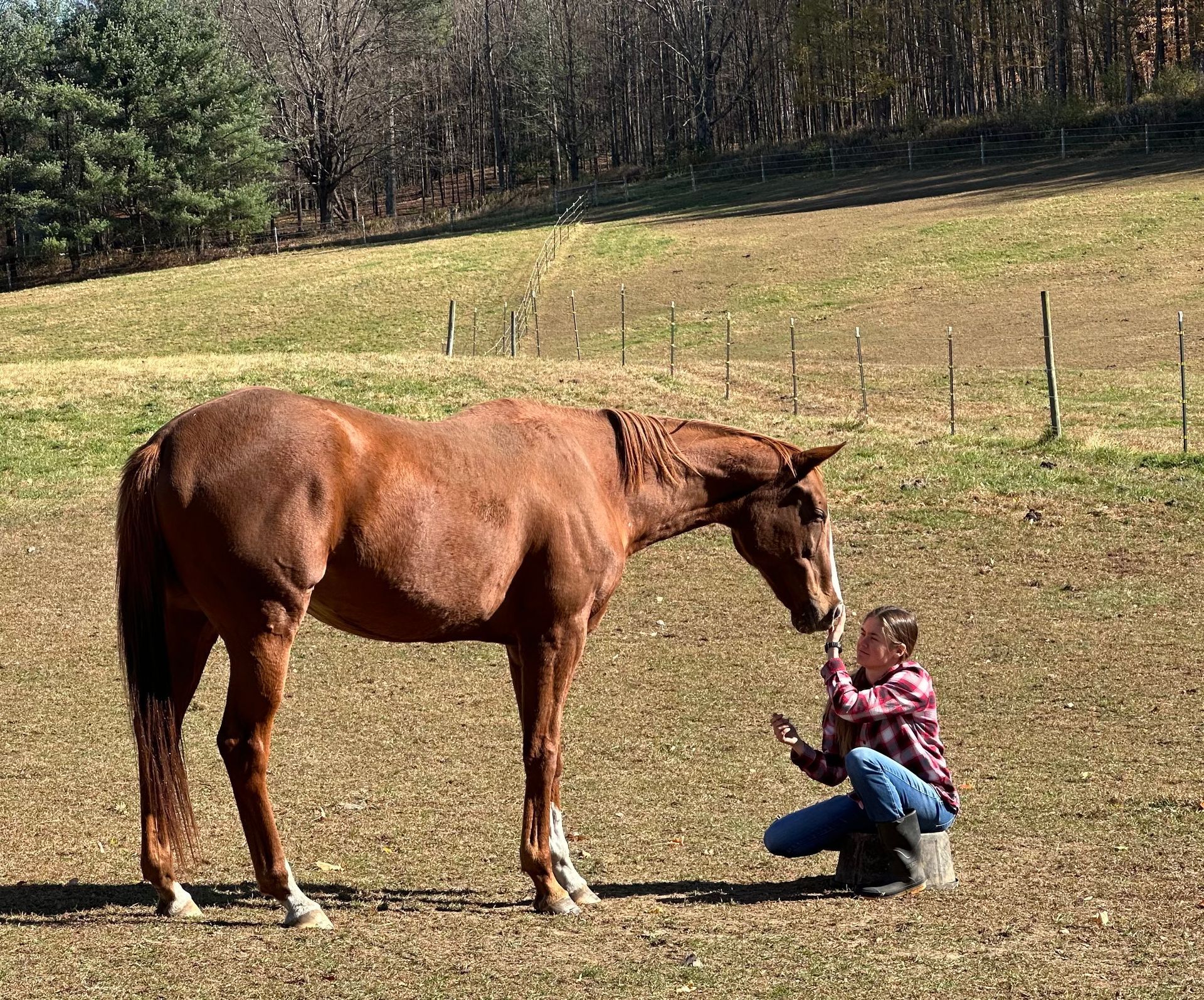 Long shadows horse rescue washington county