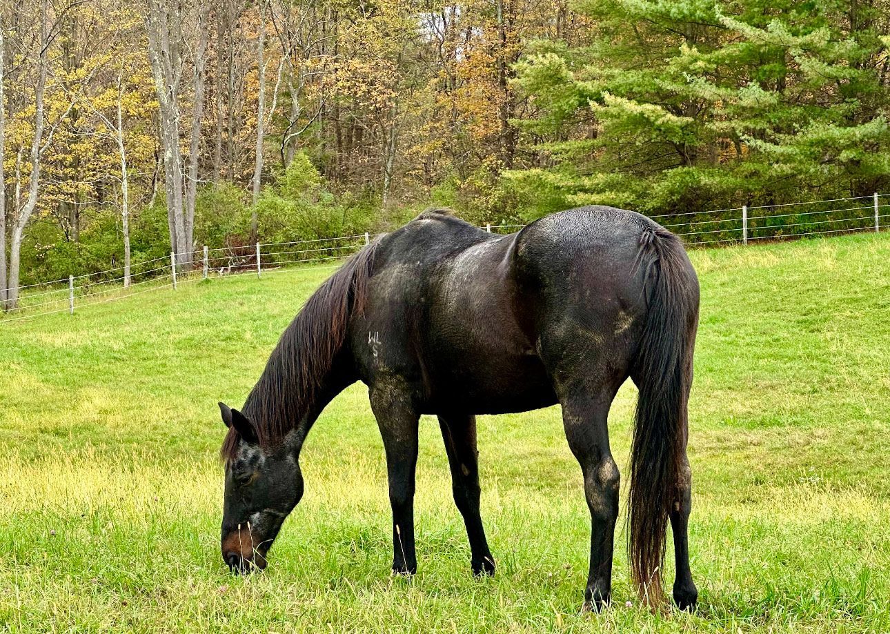 Long Shadows Horses