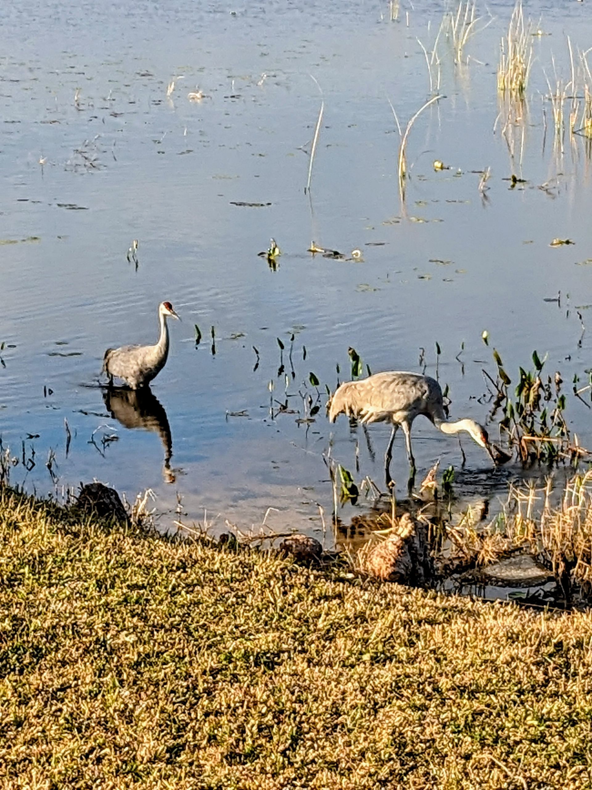 Two sandhill cranes in a marshy lake, one reflected in the water, other foraging near the shore.