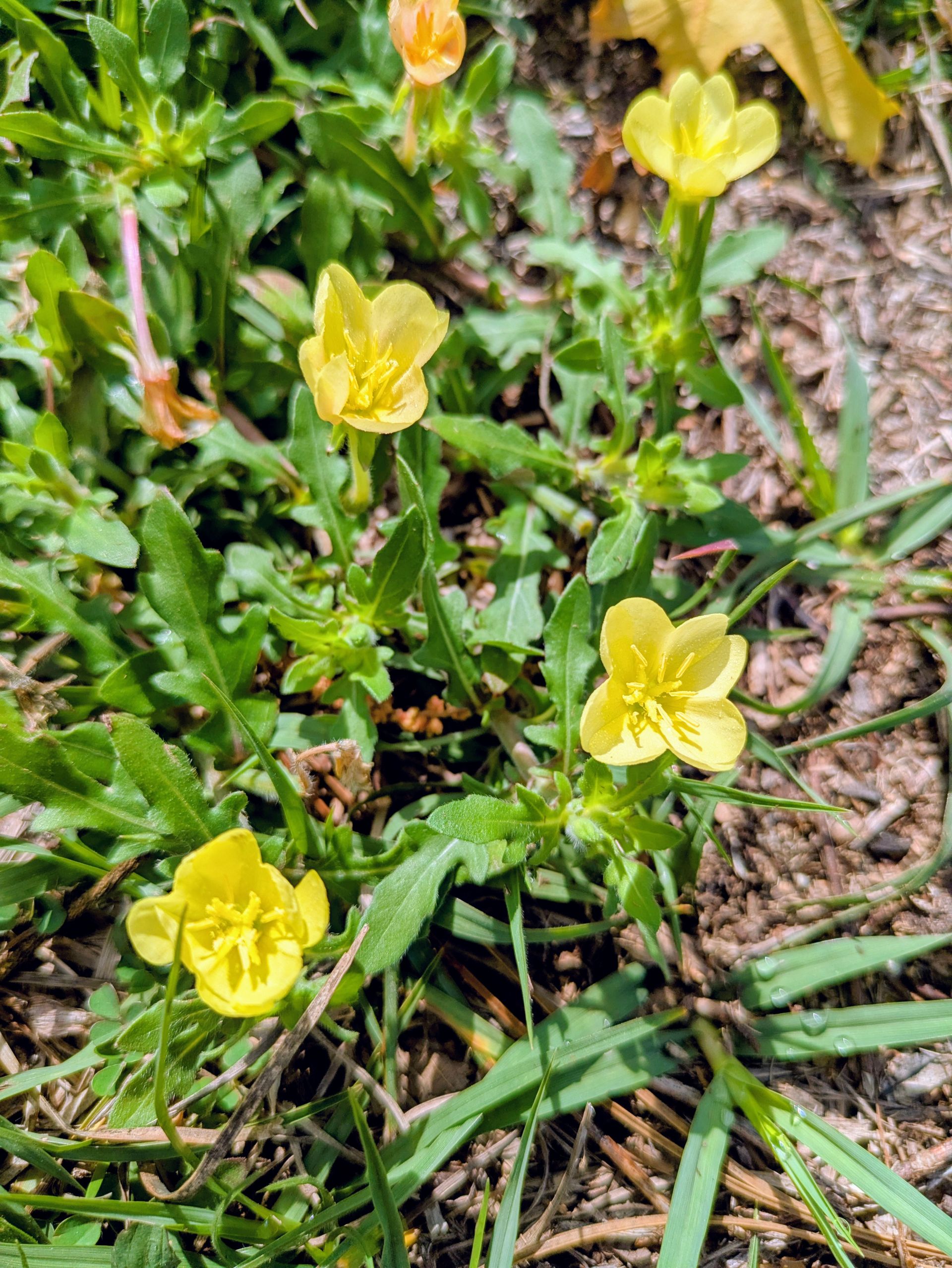 Yellow wildflowers with four petals growing in a patch of green foliage.