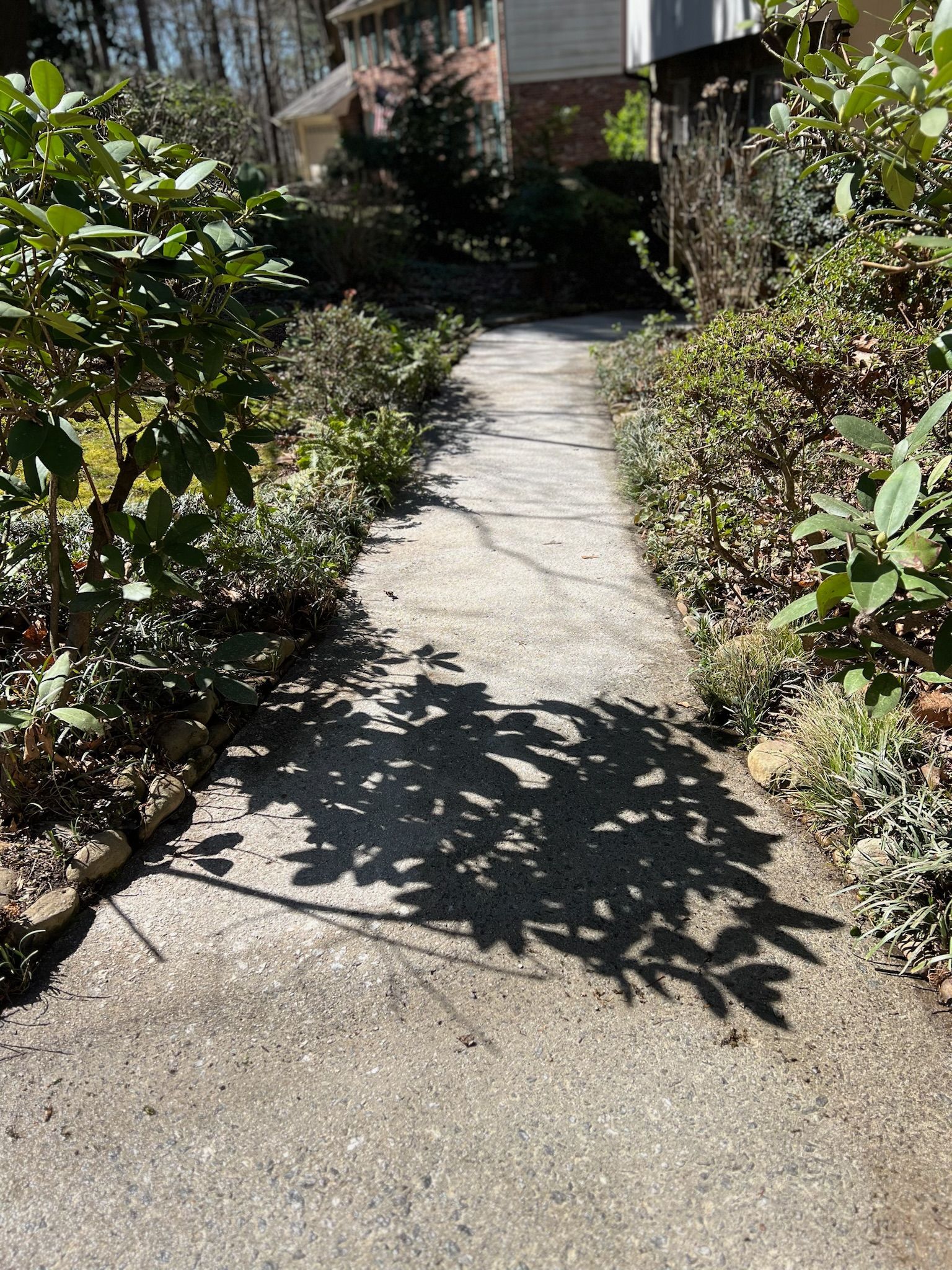 A shadow of a tree is cast on a sidewalk in a garden.