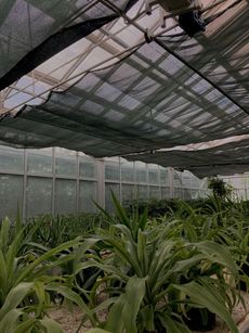 Greenhouse interior with shade cloth above plants; sunlight filters through.