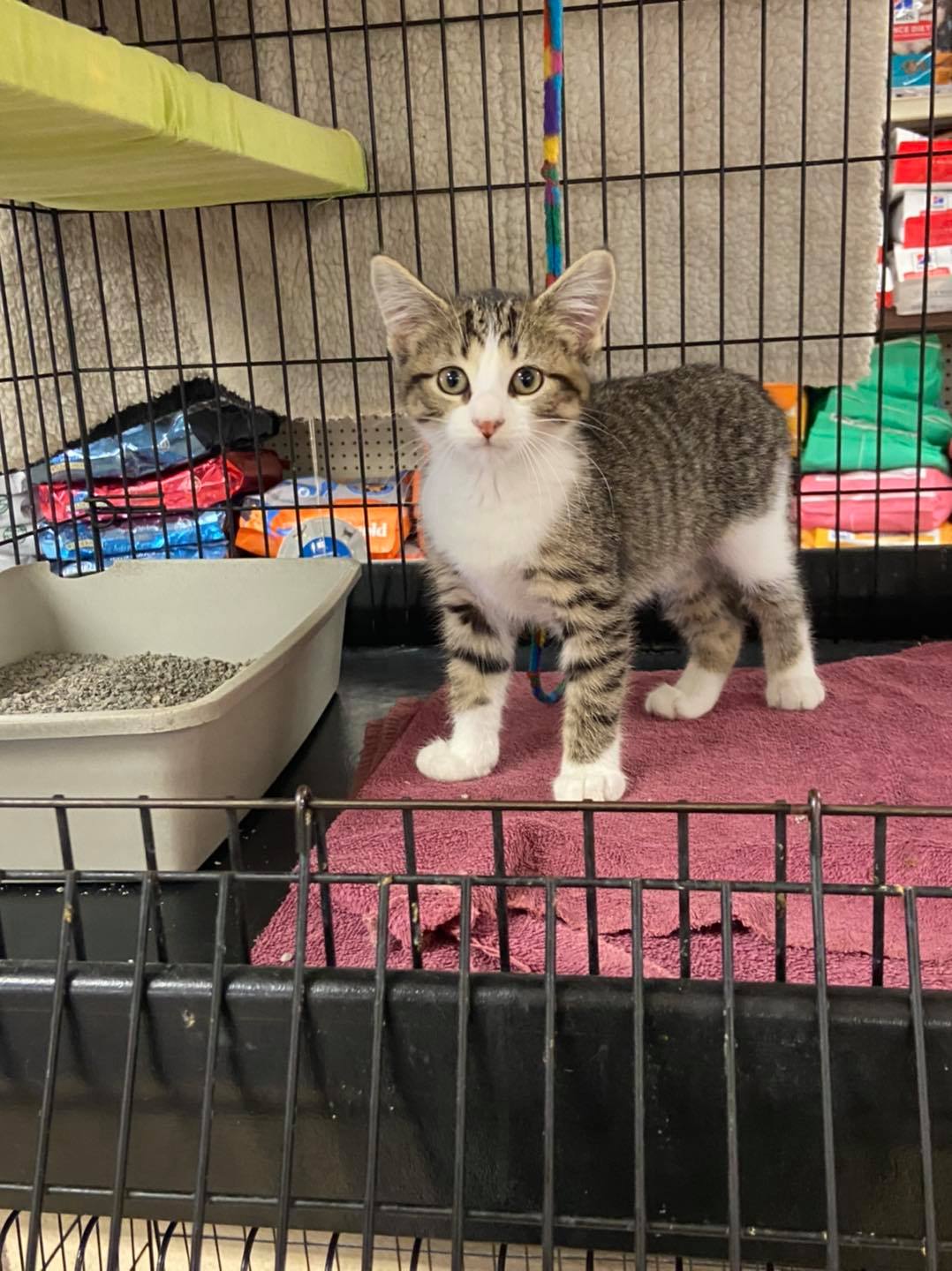 A Cute Cat — Madison, WI — Noah's Ark Pet Center