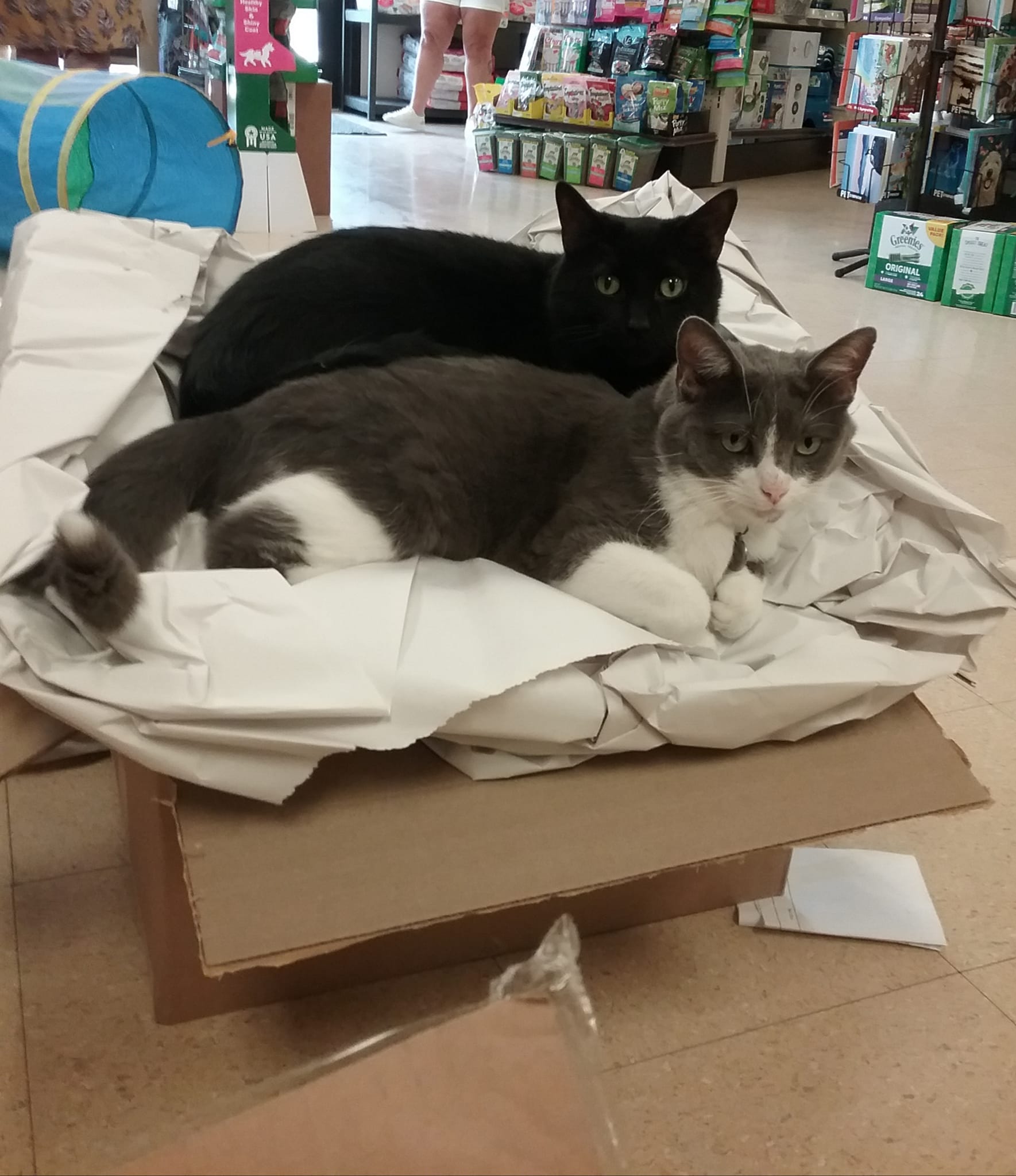 A Black And White Cat — Madison, WI — Noah's Ark Pet Center