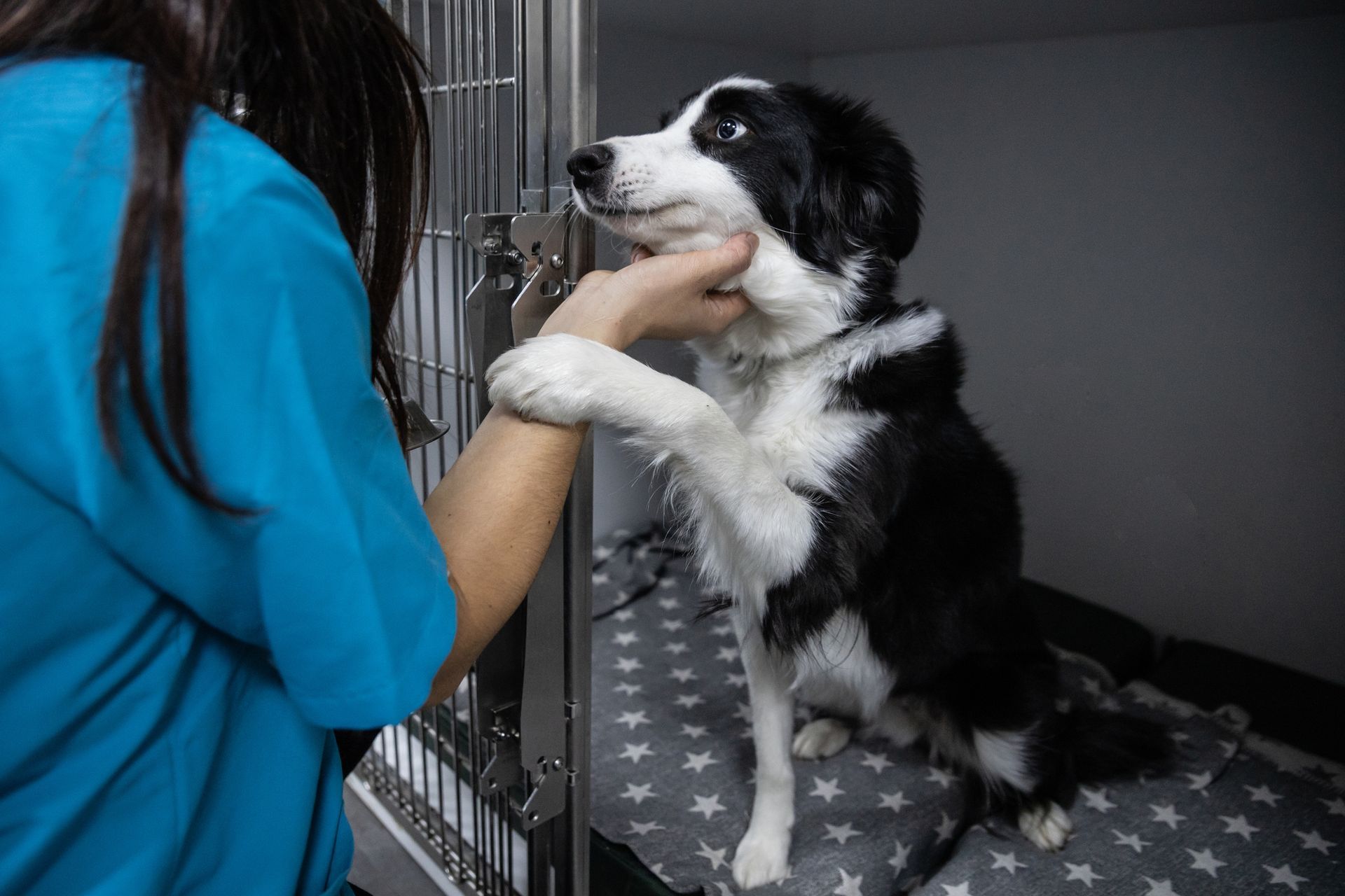 Dog offering paw to caregiver inside kennel as pet adoption volunteer interacts with shelter animal. Dog offering paw to caregiver inside kennel as pet adoption volunteer interacts with shelter animal.