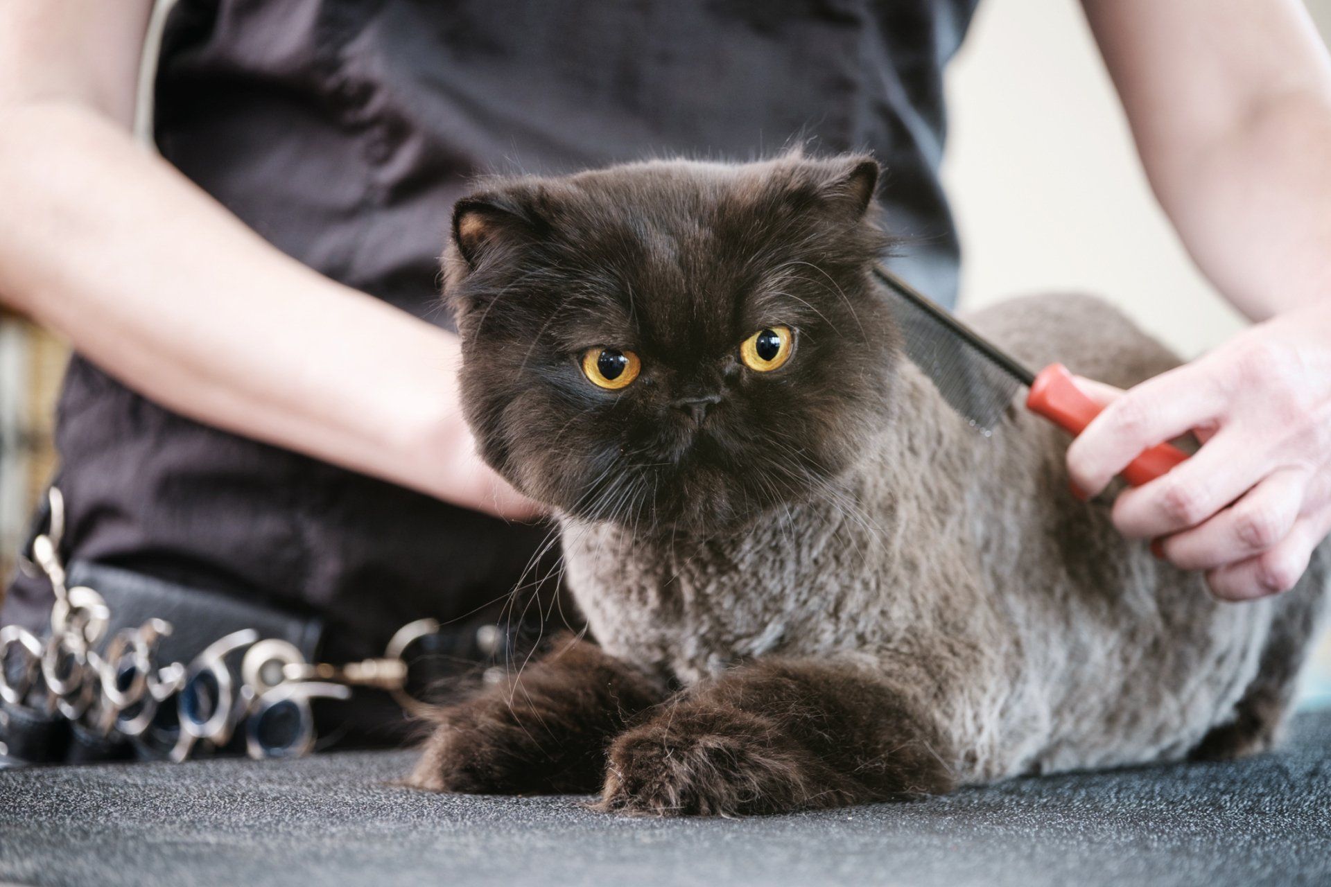 Woman Grooming A Cat — Madison, WI — Noah's Ark Pet Center