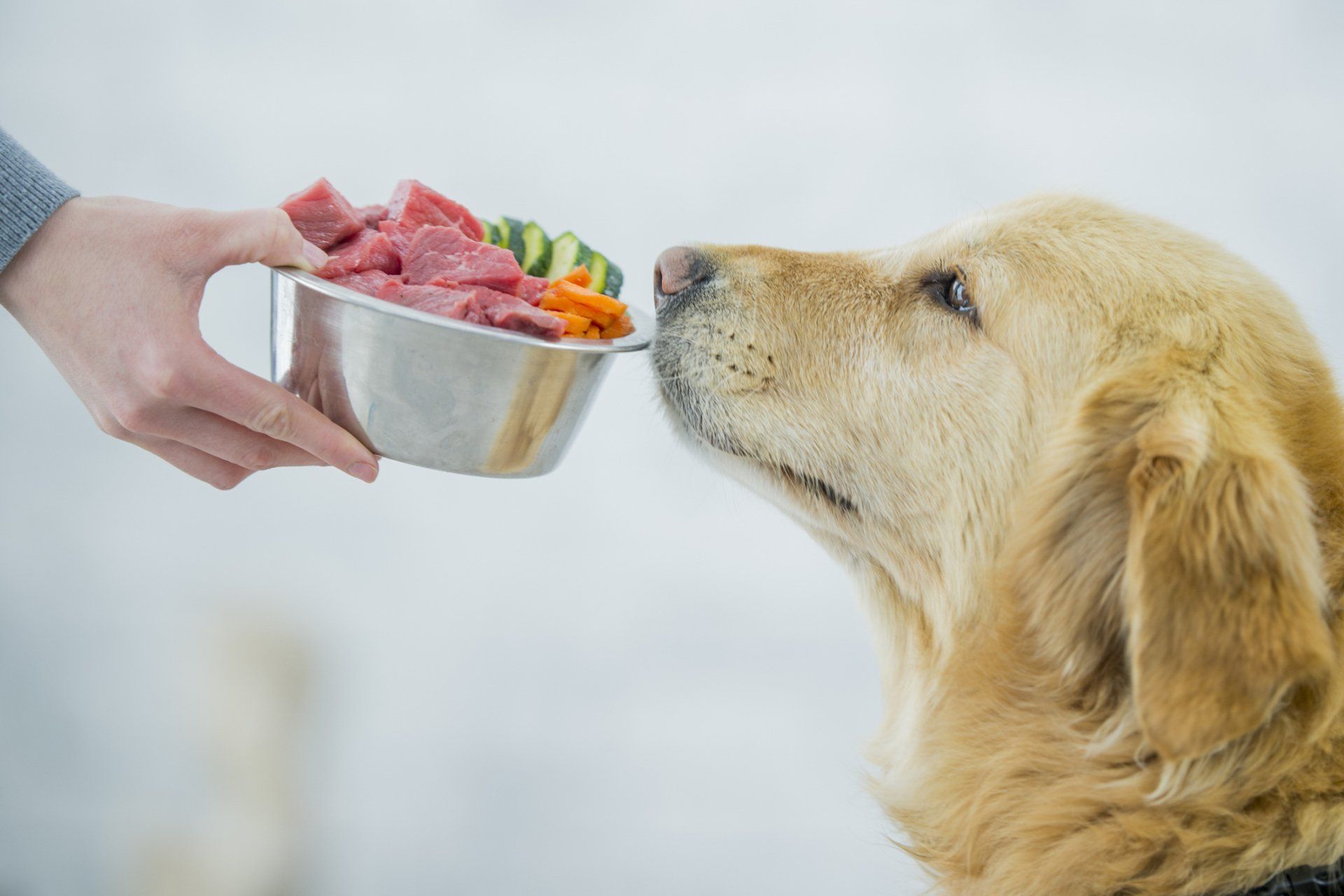 Dog Smelling A Food — Madison, WI — Noah's Ark Pet Center