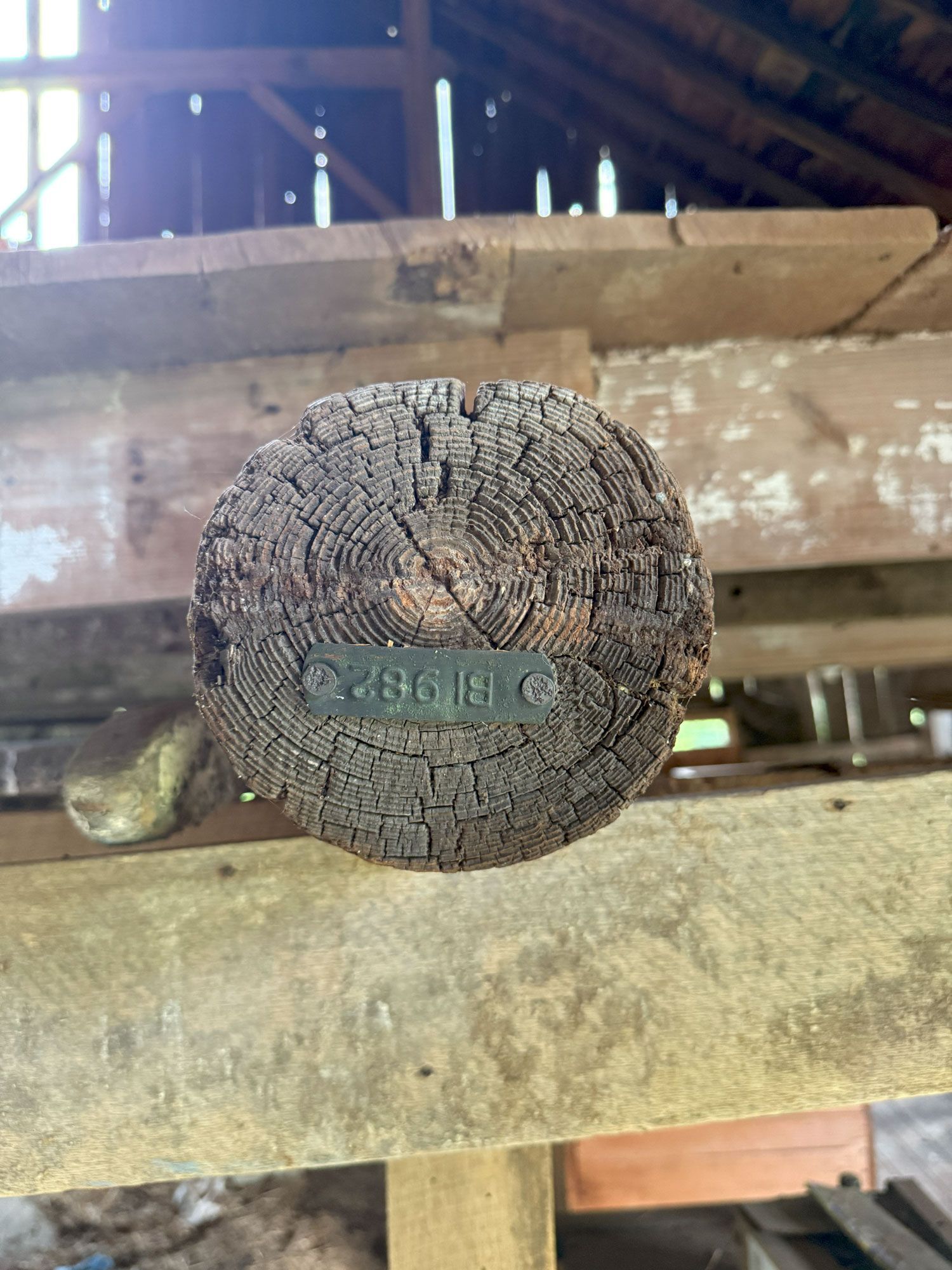 Close-up of timber end grain showing sapwood and growth rings.