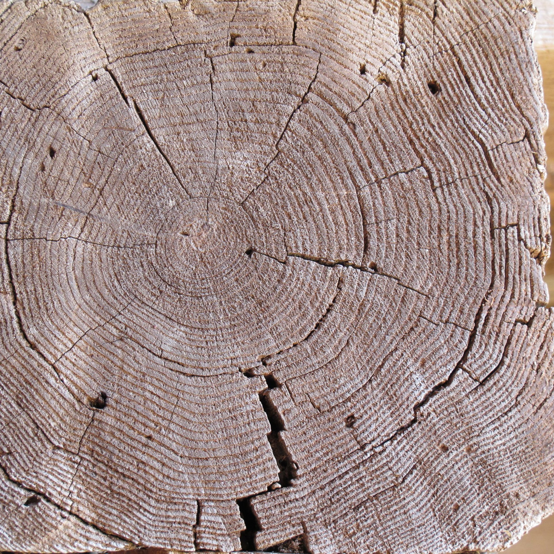 Close-up of vertical grain lumber with growth rings.