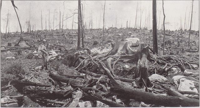 Deforested landscape with tree stumps and green lumber remnants.