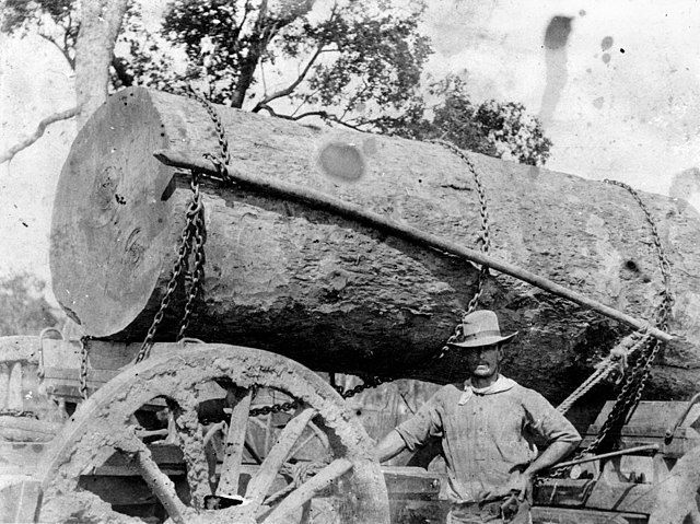 Bay & Bent USA worker beside a massive log on a historical logging wagon