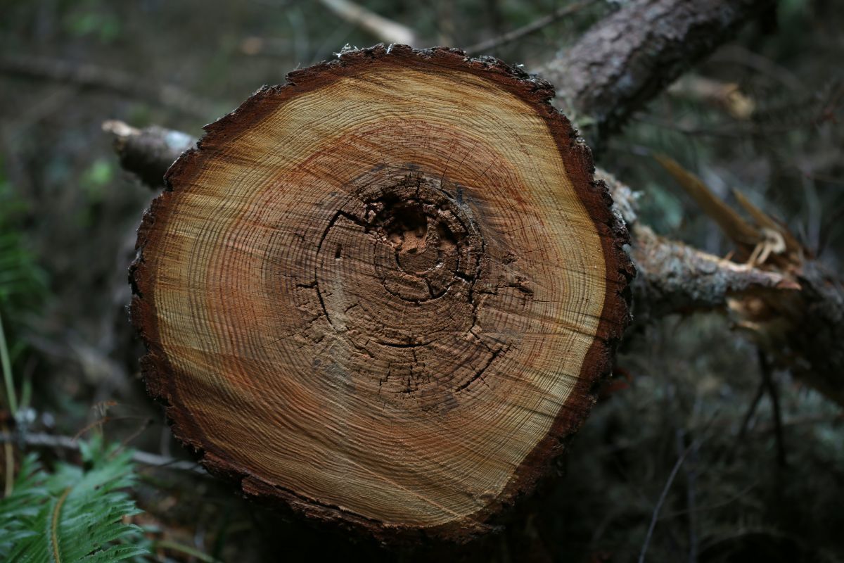 Hand inspecting sapwood on rough lumber planks in Pennsylvania, highlighting natural wood features.