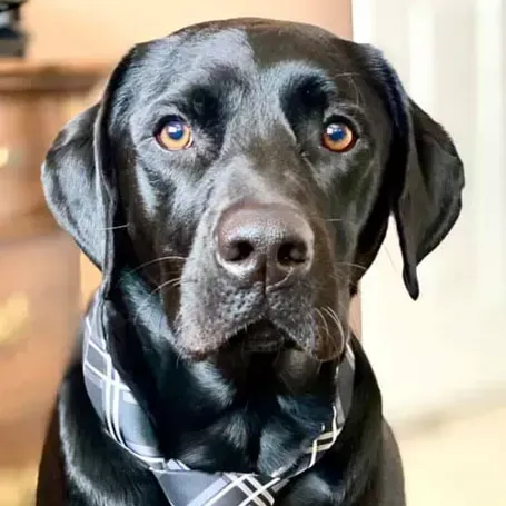 Moose Headshot
