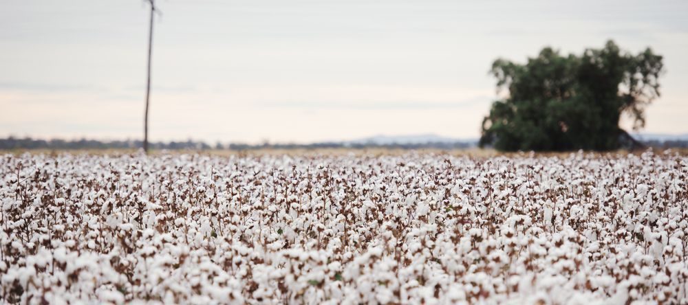 Tree In The Middle Of A Cotton Field — Comfort N Care Support QLD Pty Ltd In Oakey, QLD