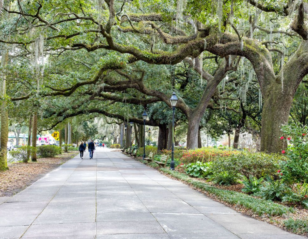 Savannah GA live oaks
