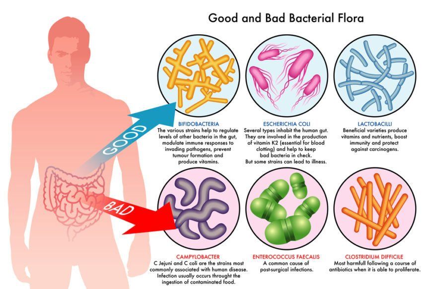 Coloured image describing the good and bad bacteria within a human body.