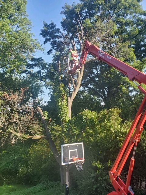 Finding the Right Tree Service
