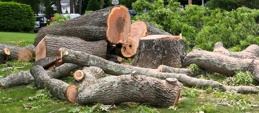 Pittsburgh Tree Removal Services